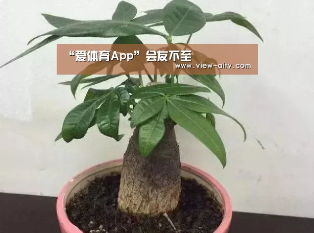爱体育App