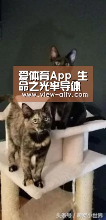 爱体育App_生命之光半导体激光治疗仪 降低血粘度(图3) 爱体育App